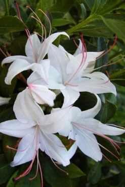 Weston's Innocence Fragrant Swamp Azalea (Rhododendron) - 3 Gallon Pot -Cheap US Topiary Plant Store rhododendron viscosum westons innocence native azalea 1