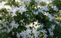 Weston's Innocence Fragrant Swamp Azalea (Rhododendron) - 3 Gallon Pot -Cheap US Topiary Plant Store rhododendron viscosum westons innocence swamp azalea 3