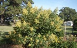 Shining Winged Sumac (Rhus Copallinum) - 3 Gallon Pot -Cheap US Topiary Plant Store rhus copallinum shining sumac 1