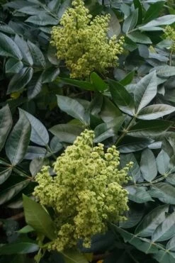 Shining Winged Sumac (Rhus Copallinum) - 3 Gallon Pot -Cheap US Topiary Plant Store rhus copallinum shining sumac 10