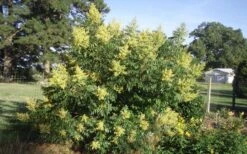 Shining Winged Sumac (Rhus Copallinum) - 3 Gallon Pot -Cheap US Topiary Plant Store rhus copallinum shining sumac 11