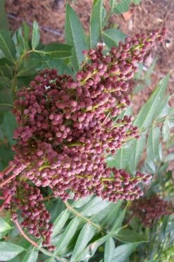 Shining Winged Sumac (Rhus Copallinum) - 3 Gallon Pot -Cheap US Topiary Plant Store rhus copallinum shining sumac 16
