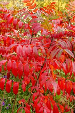 Shining Winged Sumac (Rhus Copallinum) - 3 Gallon Pot -Cheap US Topiary Plant Store rhus copallinum shining sumac 17