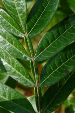 Shining Winged Sumac (Rhus Copallinum) - 3 Gallon Pot -Cheap US Topiary Plant Store rhus copallinum shining sumac 18