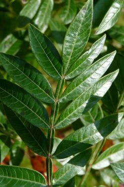 Shining Winged Sumac (Rhus Copallinum) - 3 Gallon Pot -Cheap US Topiary Plant Store rhus copallinum shining sumac 19