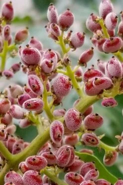 Shining Winged Sumac (Rhus Copallinum) - 3 Gallon Pot -Cheap US Topiary Plant Store rhus copallinum shining sumac 7
