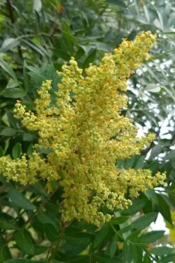 Shining Winged Sumac (Rhus Copallinum) - 3 Gallon Pot -Cheap US Topiary Plant Store rhus copallinum shining sumac 8