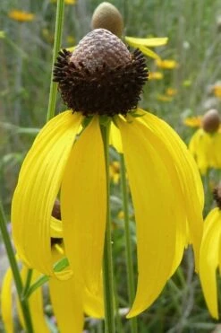 Grey Headed Coneflower (Ratibida Pinnata) - 1 Gallon Pot -Cheap US Topiary Plant Store ritibida pinnata grey headed coneflower 1