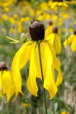 Grey Headed Coneflower (Ratibida Pinnata) - 1 Gallon Pot -Cheap US Topiary Plant Store ritibida pinnata grey headed coneflower 10
