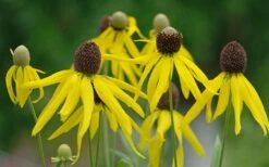 Grey Headed Coneflower (Ratibida Pinnata) - 1 Gallon Pot -Cheap US Topiary Plant Store ritibida pinnata grey headed coneflower 11