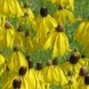 Grey Headed Coneflower (Ratibida Pinnata) - 1 Gallon Pot