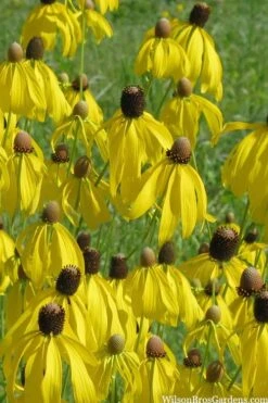 Grey Headed Coneflower (Ratibida Pinnata) - 1 Gallon Pot