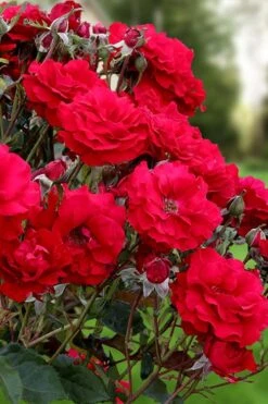 Oh My! Floribunda Tree Rose - 7 Gallon Pot -Cheap US Topiary Plant Store rosa oh my floribunda rose 2