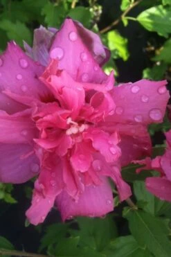 Lucy Rose Of Sharon (Single Trunk Tree) - 7 Gallon Pot (4-5') -Cheap US Topiary Plant Store rose of sharon lucy 5