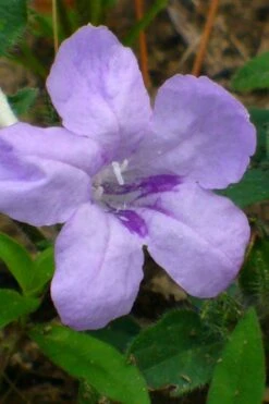 Fringeleaf Wild Petunia (Ruellia Humilis) - 1 Gallon Pot -Cheap US Topiary Plant Store ruellia humilis fringeleaf wild petunia 1