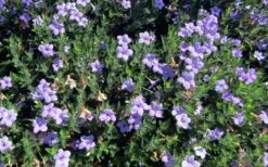 Fringeleaf Wild Petunia (Ruellia Humilis) - 1 Gallon Pot -Cheap US Topiary Plant Store ruellia humilis fringeleaf wild petunia 3