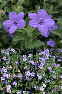 Fringeleaf Wild Petunia (Ruellia Humilis) - 1 Gallon Pot -Cheap US Topiary Plant Store ruellia humilis fringeleaf wild petunia 5