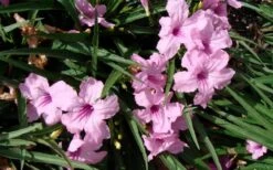 Katie Pink Dwarf Mexican Petunia (Ruellia) - 10 Pack Quart Pots -Cheap US Topiary Plant Store ruellia katie pink dwarf mexican petunia 5