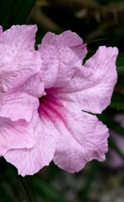 Katie Pink Dwarf Mexican Petunia (Ruellia) - 10 Pack Quart Pots -Cheap US Topiary Plant Store ruellia katie pink dwarf mexican petunia 7