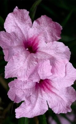 Katie Pink Dwarf Mexican Petunia (Ruellia) - 10 Pack Quart Pots -Cheap US Topiary Plant Store ruellia katie pink dwarf mexican petunia 8