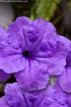 Purple Showers Mexican Petunia - Ruellia - 3 Gallon Pot 9 Purple Showers Mexican Petunia - Ruellia - 3 Gallon Pot -Cheap US Topiary Plant Store ruellia simplex purple showers mexican petunia 101