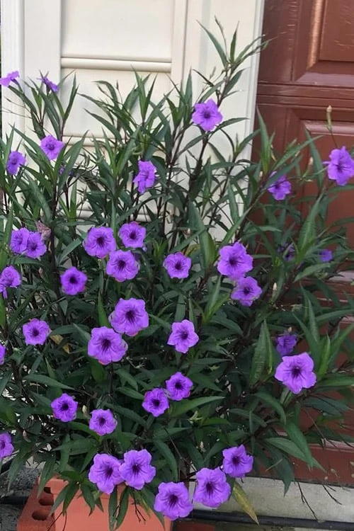Purple Showers Mexican Petunia - Ruellia - 3 Gallon Pot 1 Purple Showers Mexican Petunia - Ruellia - 3 Gallon Pot