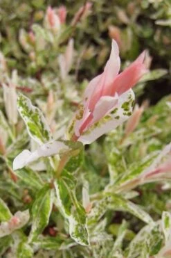 Flamingo Dappled Willow (Shrub Form) - 2 Gallon Pot 13 Flamingo Dappled Willow (Shrub Form) - 2 Gallon Pot -Cheap US Topiary Plant Store salix integra flamingo dappled willow bush 3