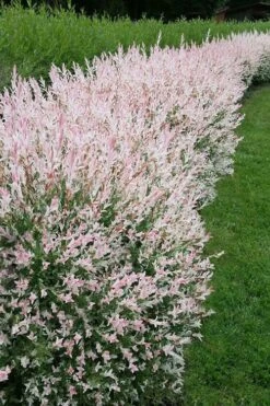 Flamingo Dappled Willow (Shrub Form) - 2 Gallon Pot 10 Flamingo Dappled Willow (Shrub Form) - 2 Gallon Pot -Cheap US Topiary Plant Store salix integra flamingo dappled willow bush 4