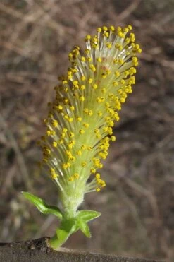 Silky Willow (Salix Sericea) - 3 Pack Of 1.5 Quart Pots -Cheap US Topiary Plant Store salix sericea silky willow 2
