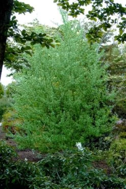 Silky Willow (Salix Sericea) - 3 Pack Of 1.5 Quart Pots -Cheap US Topiary Plant Store salix sericea silky willow 5