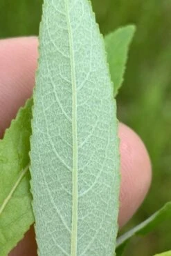 Silky Willow (Salix Sericea) - 3 Pack Of 1.5 Quart Pots -Cheap US Topiary Plant Store salix sericea silky willow 6