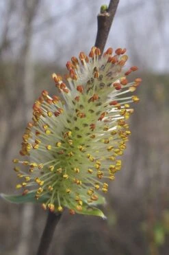 Silky Willow (Salix Sericea) - 3 Pack Of 1.5 Quart Pots -Cheap US Topiary Plant Store salix sericea silky willow 8