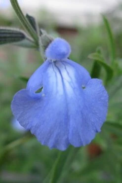 Blue Pitcher Sage (Salvia Azurea) - 1 Gallon Pot -Cheap US Topiary Plant Store salvia azurea blue pitcher sage 1