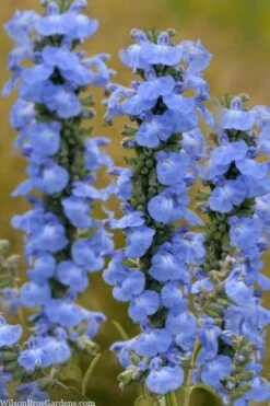Blue Pitcher Sage (Salvia Azurea) - 1 Gallon Pot