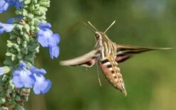 Blue Pitcher Sage (Salvia Azurea) - 1 Gallon Pot -Cheap US Topiary Plant Store salvia azurea blue pitcher sage 3