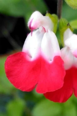 Hot Lips Sage - Salvia Microphylla - 7.5" Pot -Cheap US Topiary Plant Store salvia microphylla hot lips sage 107