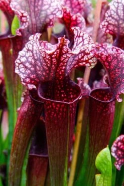 Judith Hindle Pitcher Plant (Sarracenia) - 2.5 Quart Pot -Cheap US Topiary Plant Store sarracenia judith hindle pitcher plant 4