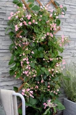 Rose Sensation Pink Climbing Hydrangea Vine - 1 Gallon Pot -Cheap US Topiary Plant Store schizophragma hydrangeoides rose sensation climbing hydrangea 102