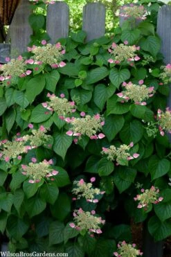 Rose Sensation Pink Climbing Hydrangea Vine - 3 Gallon Pot -Cheap US Topiary Plant Store schizophragma hydrangeoides rose sensation climbing hydrangea 104 1