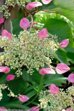 Rose Sensation Pink Climbing Hydrangea Vine - 3 Gallon Pot -Cheap US Topiary Plant Store schizophragma hydrangeoides rose sensation climbing hydrangea 105 1