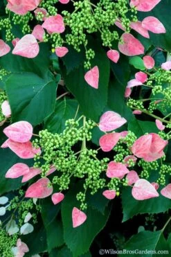Rose Sensation Pink Climbing Hydrangea Vine - 1 Gallon Pot -Cheap US Topiary Plant Store schizophragma hydrangeoides rose sensation climbing hydrangea 106