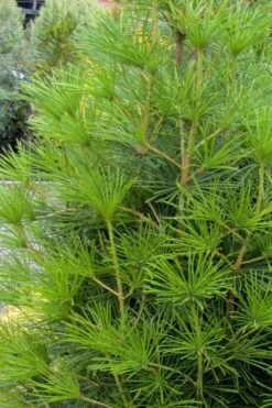 Joe Kozey Japanese Umbrella Pine (Sciadopitys) - 6 Gallon Pot -Cheap US Topiary Plant Store sciadopitys verticillata joe kozey japanese umbrella pine 4