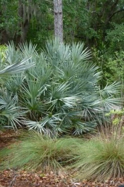 Silver Saw Palmetto Palm - 7 Gallon Pot -Cheap US Topiary Plant Store serenoa repens silver saw palmetto palm 1