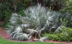 Silver Saw Palmetto Palm - 7 Gallon Pot -Cheap US Topiary Plant Store serenoa repens silver saw palmetto palm 3