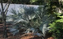Silver Saw Palmetto Palm - 7 Gallon Pot -Cheap US Topiary Plant Store serenoa repens silver saw palmetto palm 4