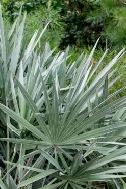 Silver Saw Palmetto Palm - 7 Gallon Pot -Cheap US Topiary Plant Store serenoa repens silver saw palmetto palm 5