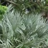 Silver Saw Palmetto Palm - 7 Gallon Pot