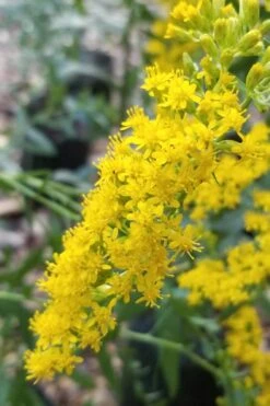 Solar Cascade Goldenrod (Solidago Shortii) - 1 Gallon Pot 11 Solar Cascade Goldenrod (Solidago Shortii) - 1 Gallon Pot -Cheap US Topiary Plant Store solidago shortii solar cascade goldenrod 3