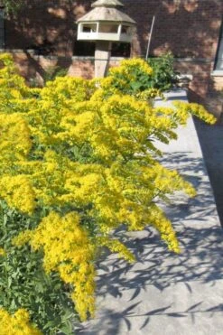 Solar Cascade Goldenrod (Solidago Shortii) - 1 Gallon Pot 9 Solar Cascade Goldenrod (Solidago Shortii) - 1 Gallon Pot -Cheap US Topiary Plant Store solidago shortii solar cascade goldenrod 6