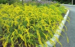 Solar Cascade Goldenrod (Solidago Shortii) - 1 Gallon Pot 10 Solar Cascade Goldenrod (Solidago Shortii) - 1 Gallon Pot -Cheap US Topiary Plant Store solidago shortii solar cascade goldenrod 7